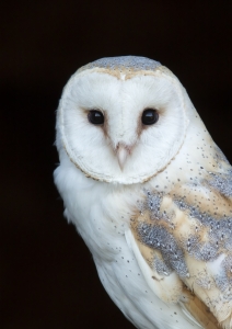 Barn Owl