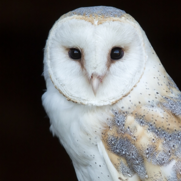 Barn Owl