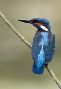 Kingfisher