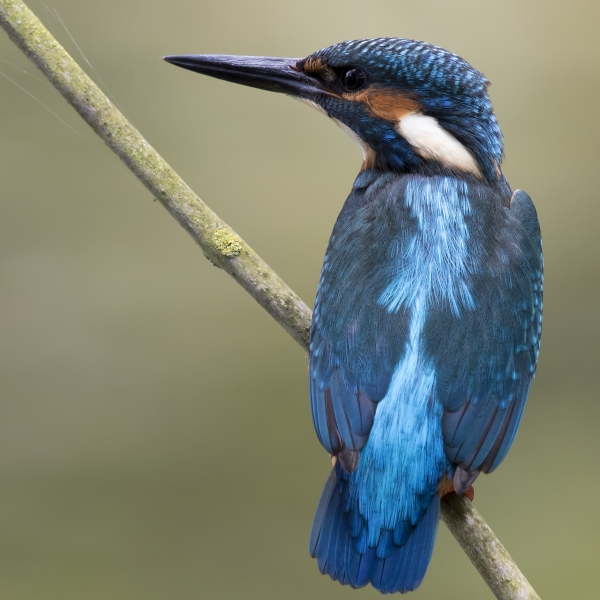 Kingfisher