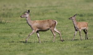 Red Deer