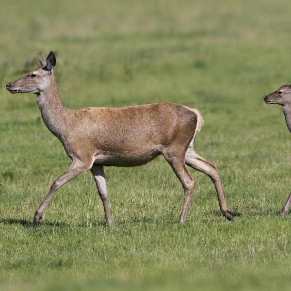 Red Deer