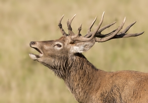 Red Deer