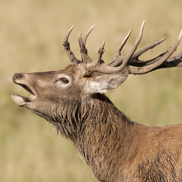 Red Deer