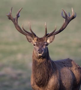 Red Deer