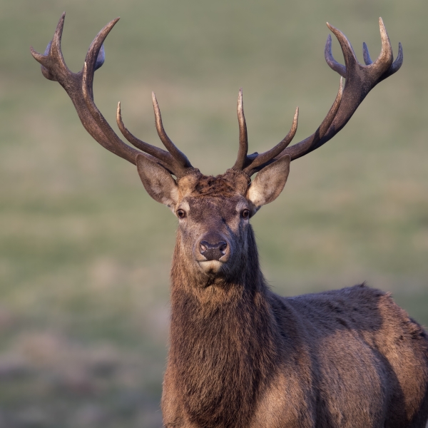 Red Deer