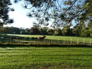 view from old hall lawn