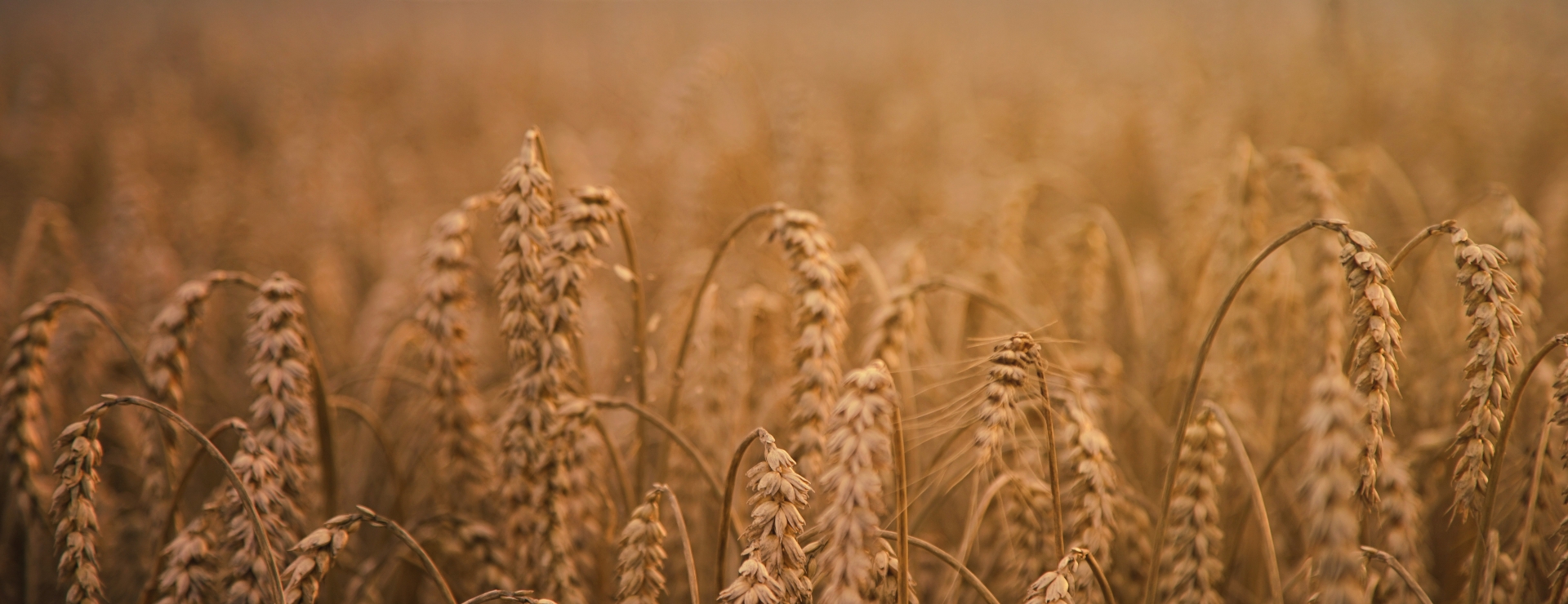 wheat field