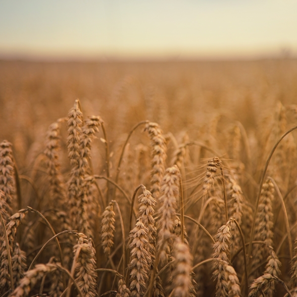 wheat field