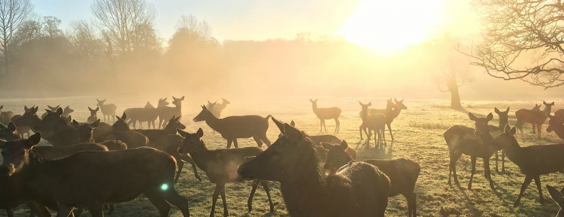 reed deer stourton estates