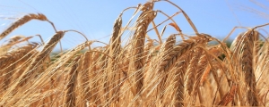 Spring barley grown for Molson Coors