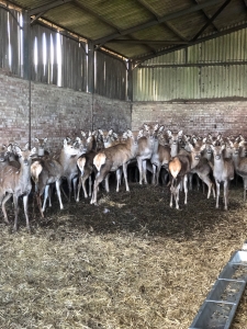 Deer inside Stourton Estates