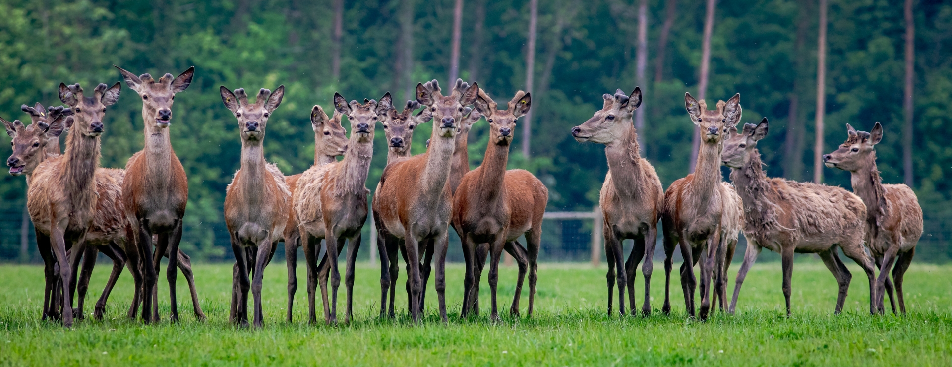 red deer at Stourton Estates