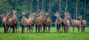 red deer at Stourton Estates