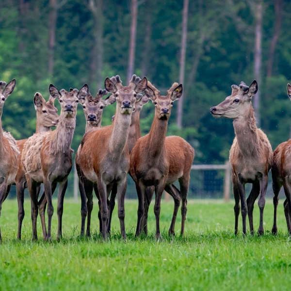 red deer at Stourton Estates