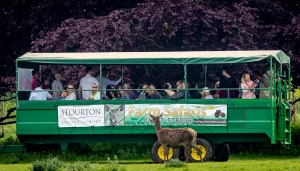 deer safari at Wold Walking Festival 2019