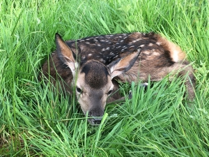 Deer Calves at Stourton Estates