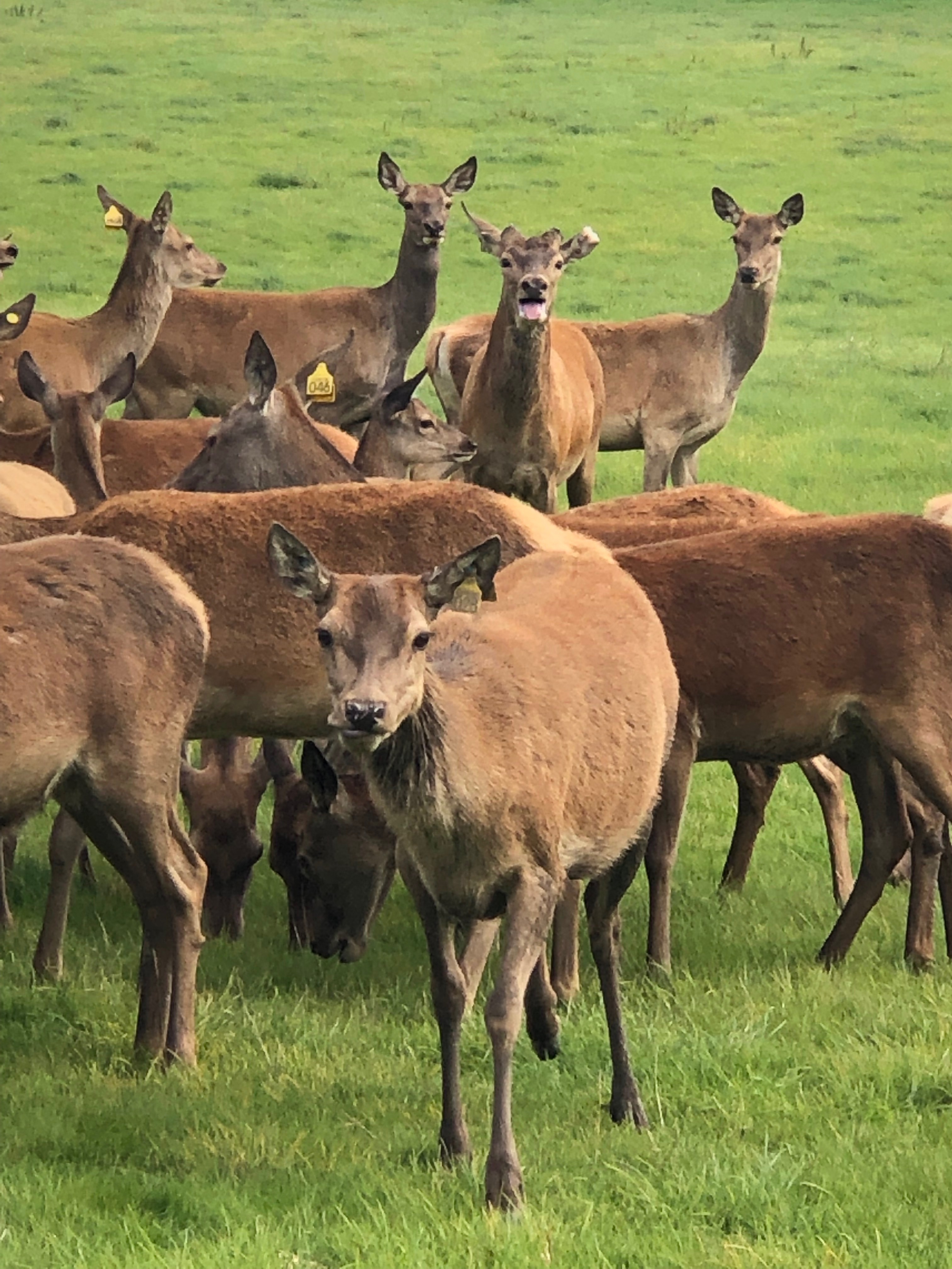 Private Deer Feeding Tour - Stourton Estates