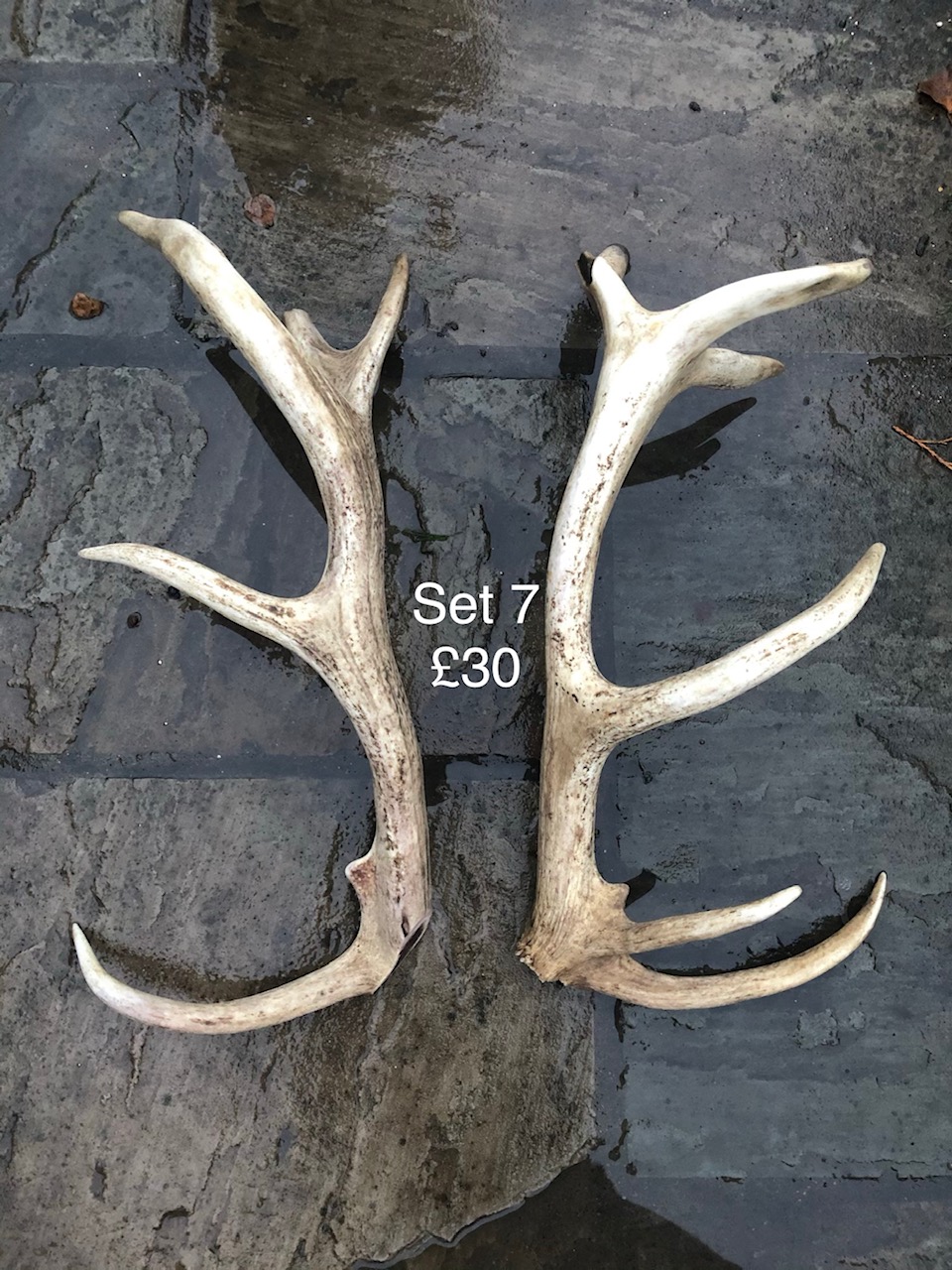 Home & Living Fallow Deer Antler Shed Antler Natural Antler 689 Taxidermy & Curiosities