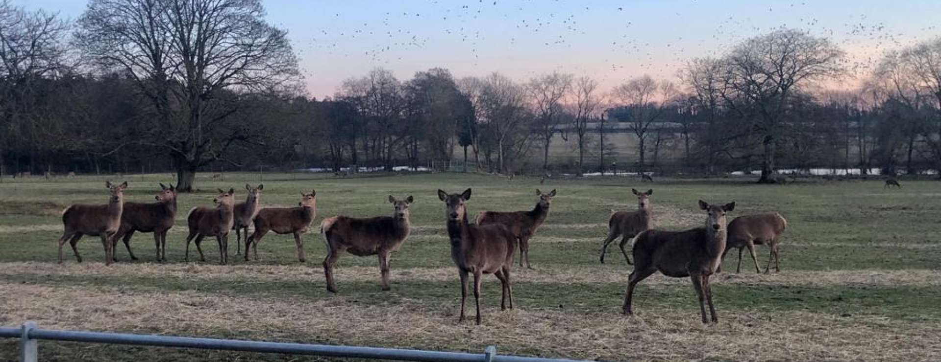 Deer in feb 23