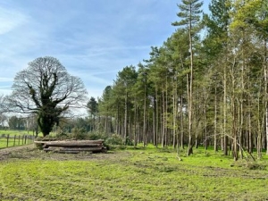 tree felling
