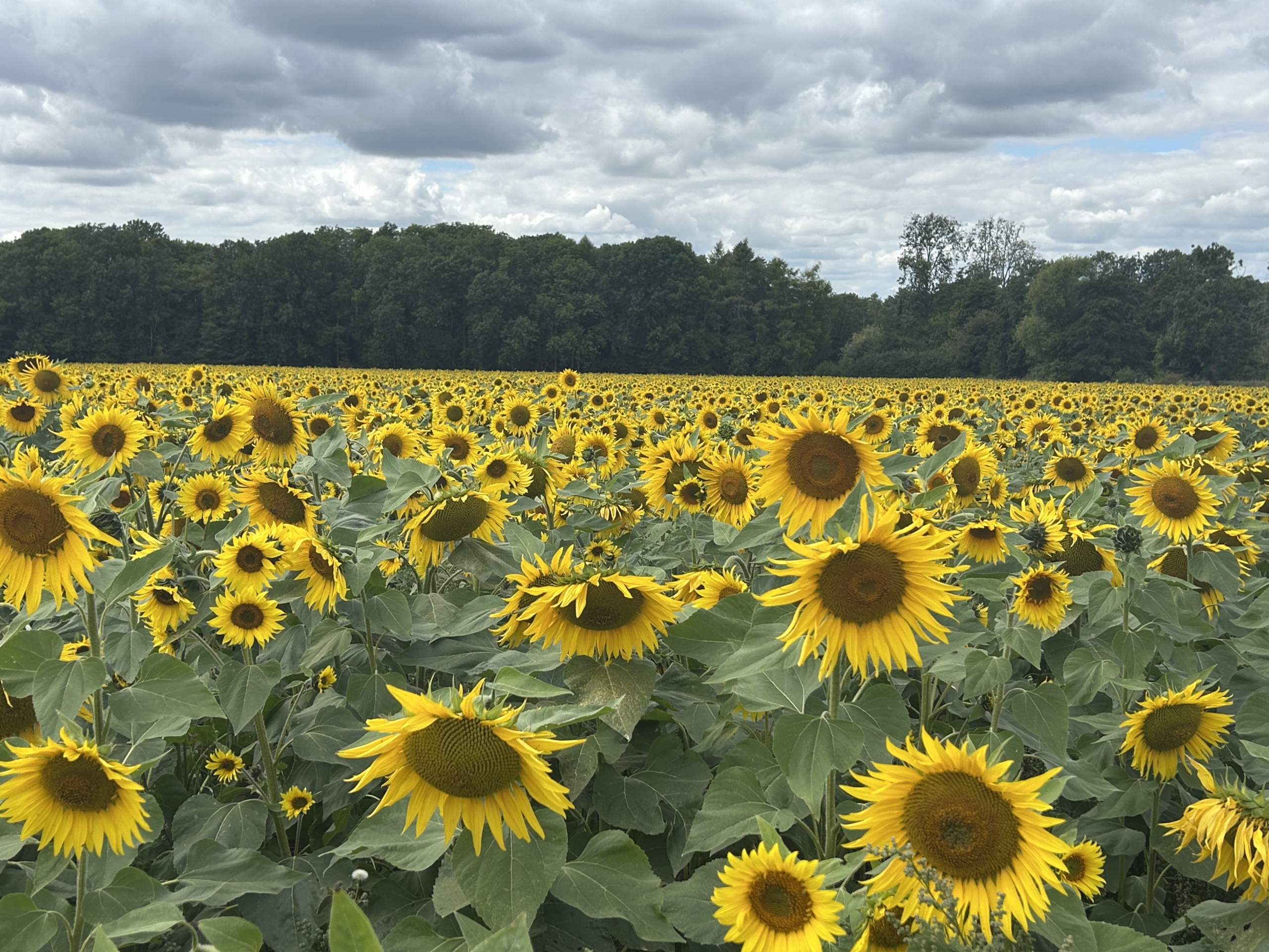 Sunflowers Full Bloom