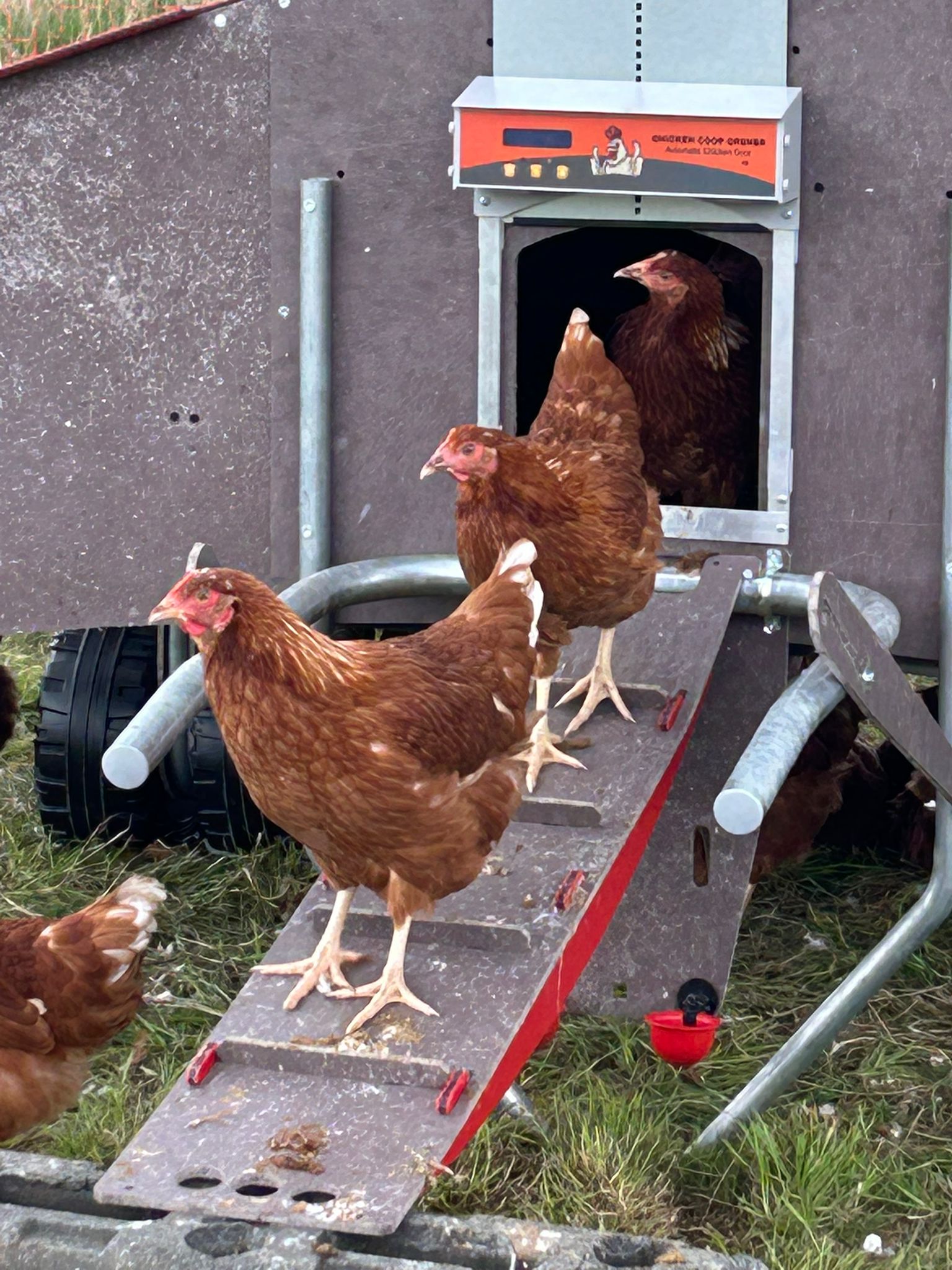 Chickens arrive at Stourton