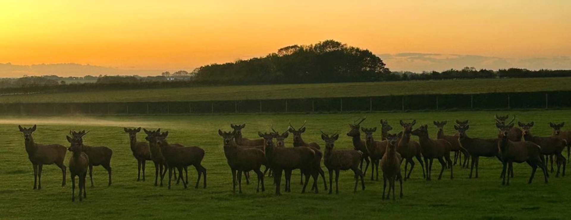 stourton estates deer herd