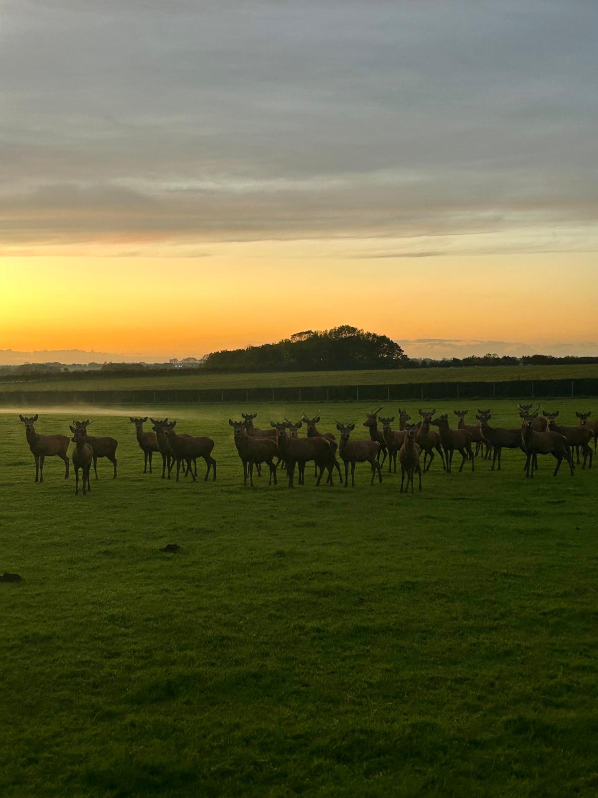 stourton estates deer herd