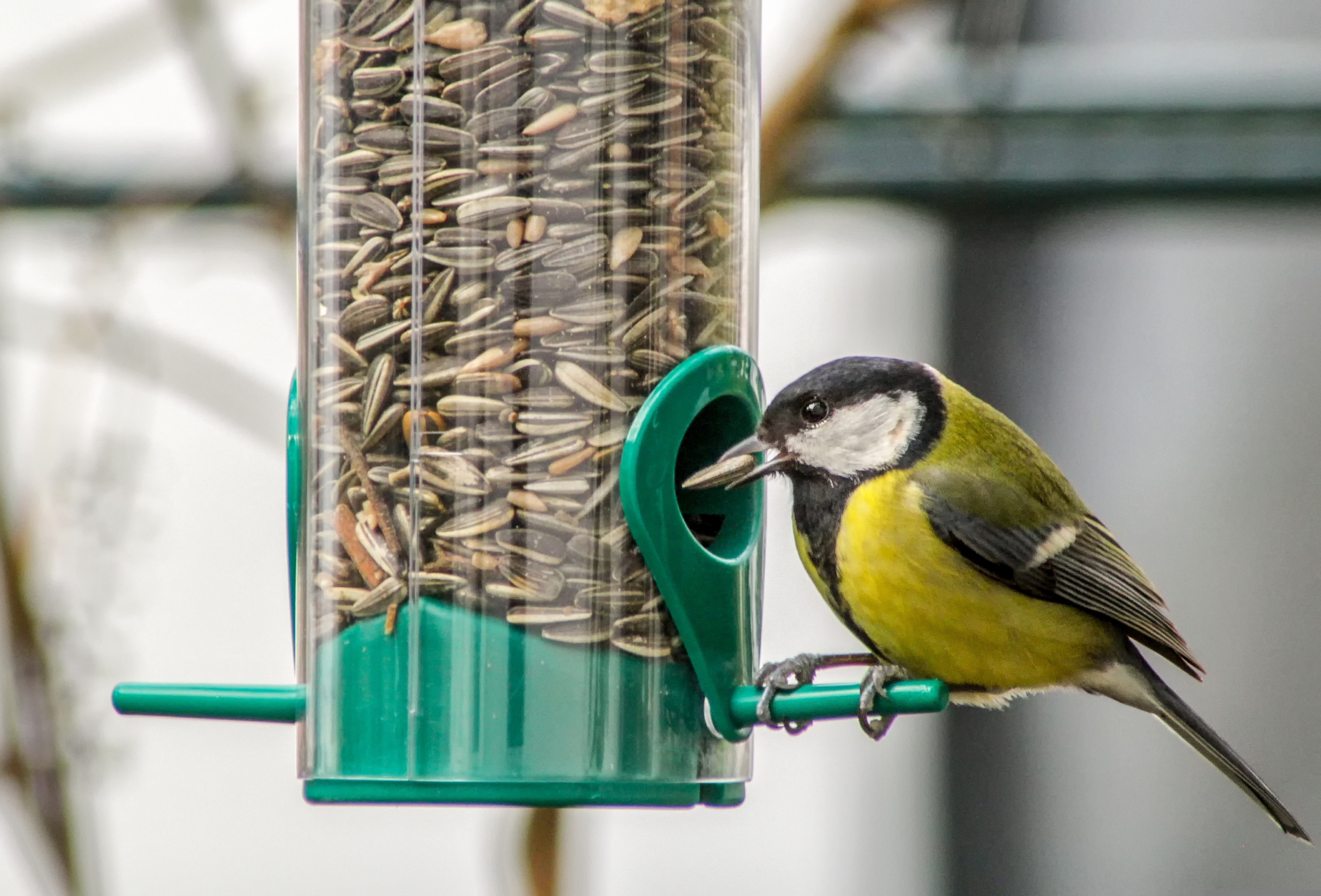 pixabay royalty free image of bird eating sunflower seed
